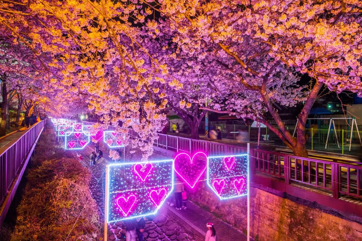 镇海夜间樱花与心形灯饰倒映在溪水中