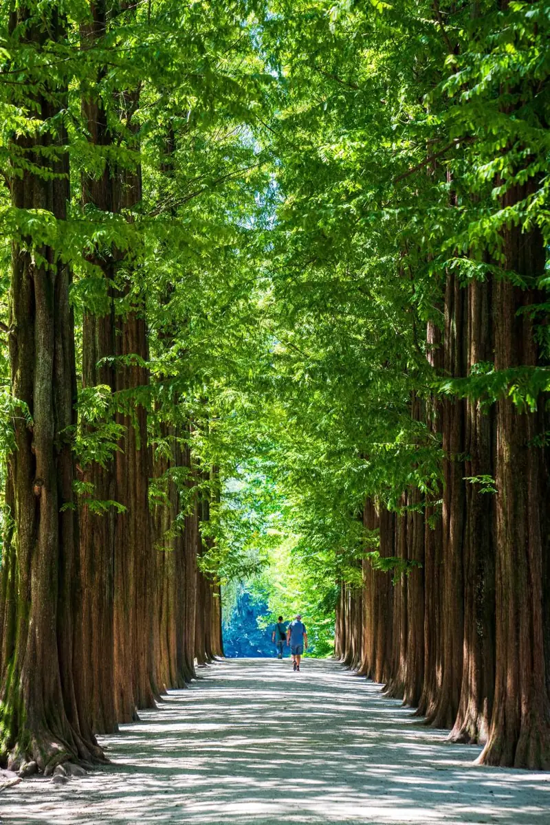 南怡島の背の高い緑のメタセコイア並木を歩く旅行者