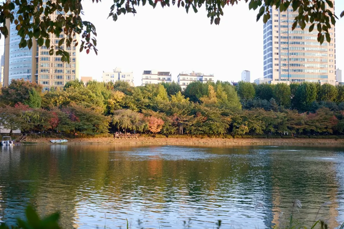 Cây thu và các tháp căn hộ phản chiếu trong hồ Seokchon