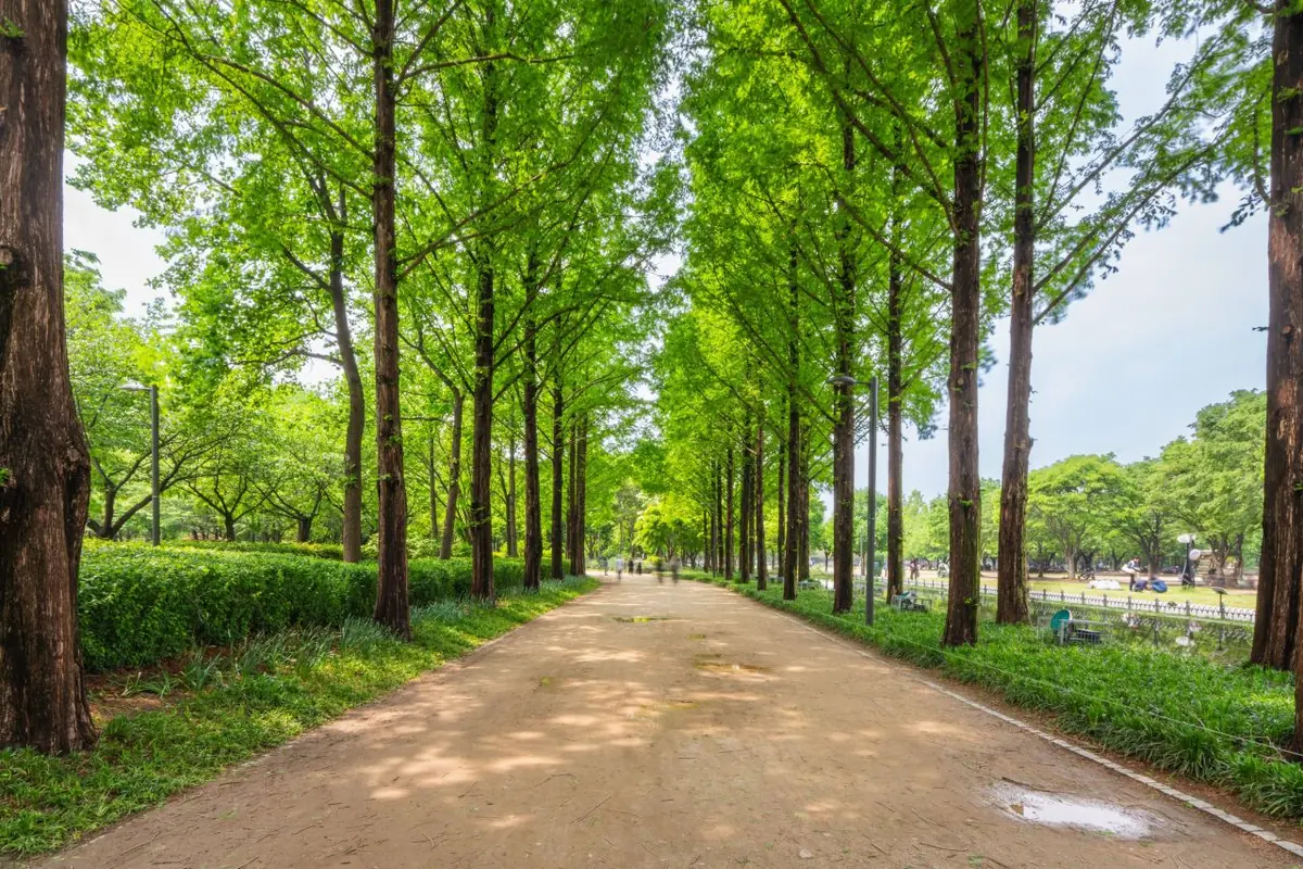 Đường dạo rộng với cây xanh cao ở Seoul Forest