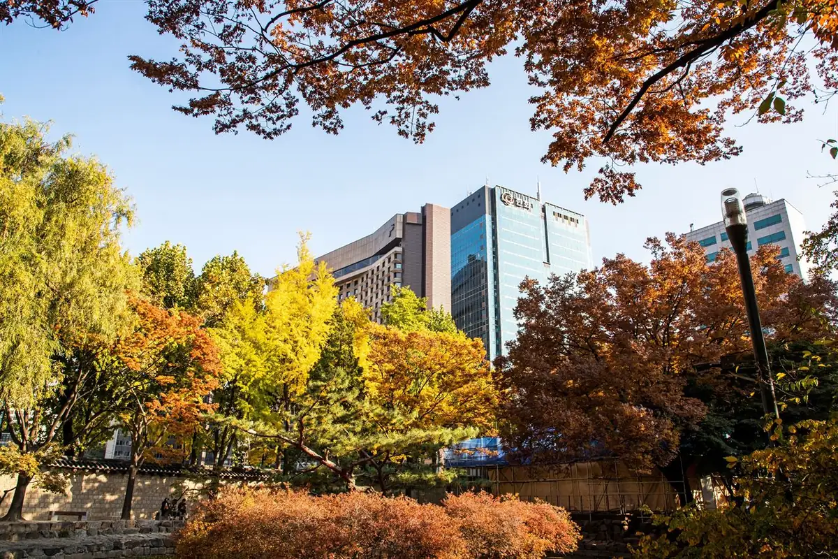 Cây mùa thu vàng và đỏ cạnh các tòa nhà hiện đại ở trung tâm Seoul