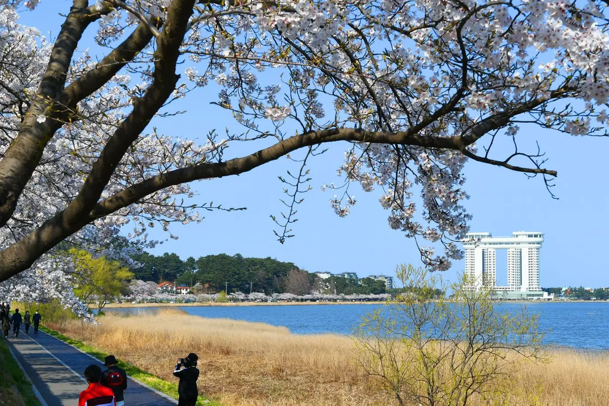Hoa anh đào vòm trên lau và nước hồ Gyeongpo