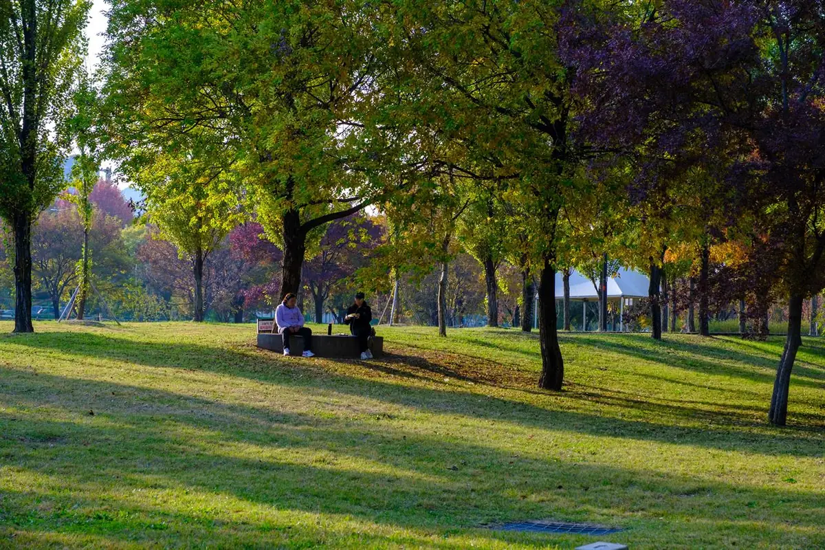 Trees and open grass in Yanghwa Hangang Park in western Seoul