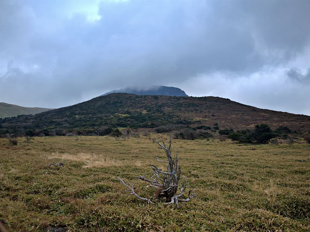 Hallasan summit cliffs emerging through low cloud above alpine vegetation