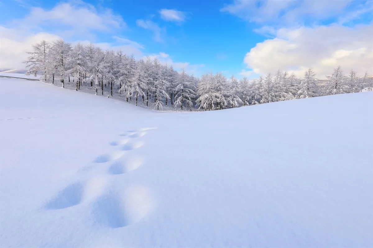平昌の雪原から霜に覆われた木々へと続く足跡
